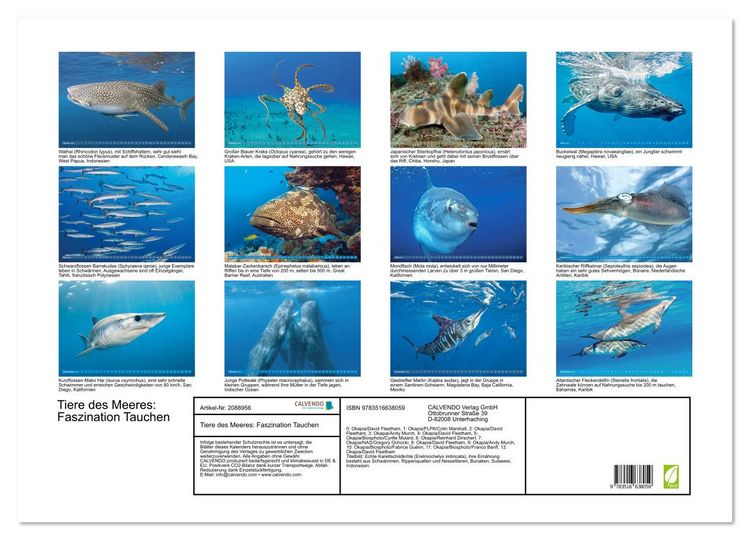 Produktbild: Tiere des Meeres: Faszination Tauchen (Wandkalender 2026 DIN A2 quer), CALVENDO Monatskalender