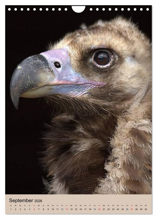 Produktbild: Raubv&ouml;gel - Die J&auml;ger der L&uuml;fte (Wandkalender 2026 DIN A4 hoch), CALVENDO Monatskalender