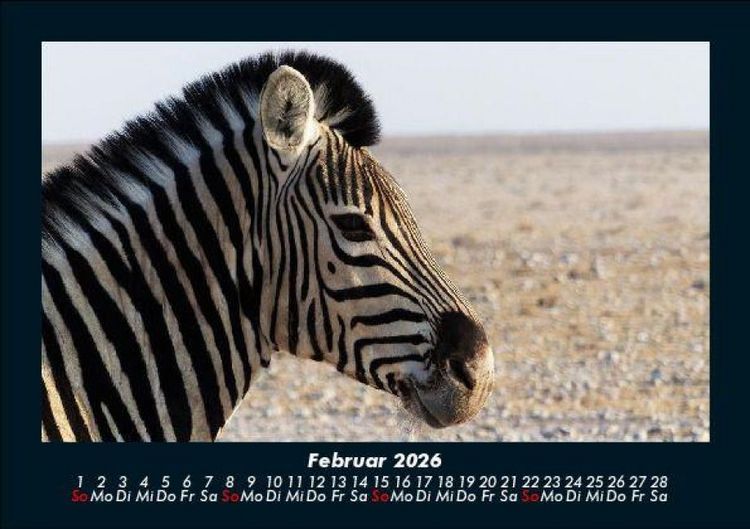 Produktbild: Zebrazauber 2026 Fotokalender DIN A5