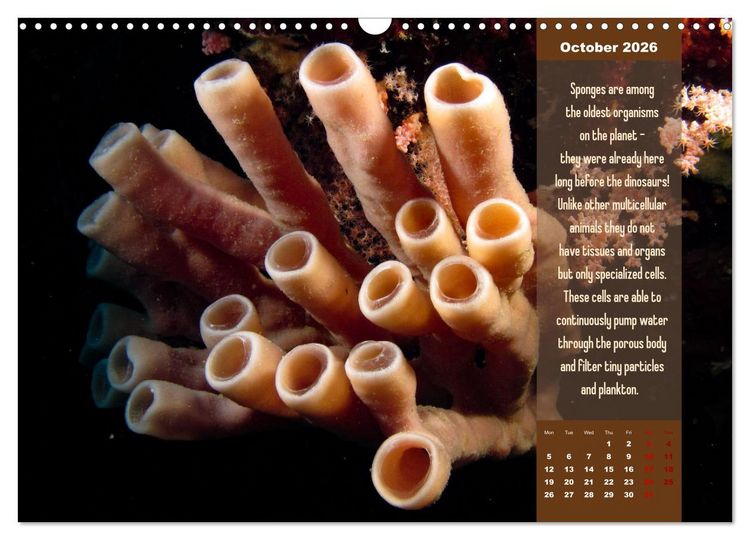 Produktbild: Diving into the Red Sea (Wall Calendar 2026 DIN A3 landscape), CALVENDO 12 Month Wall Calendar