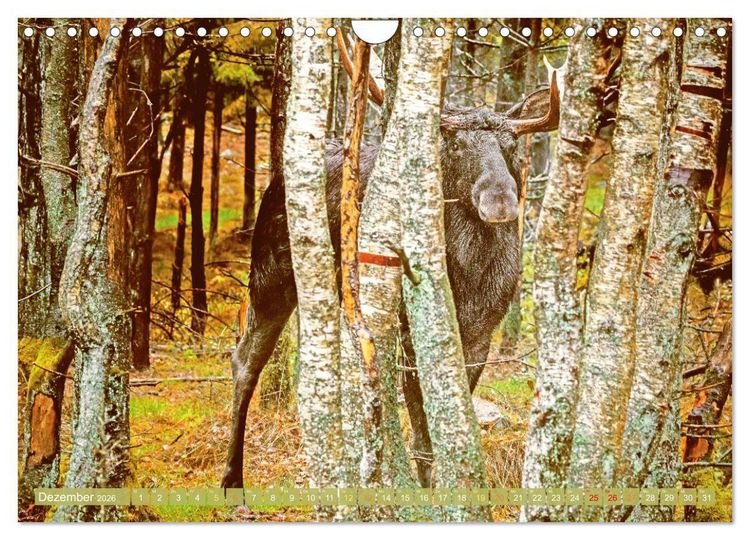Produktbild: Elche: Nordische Riesen (Wandkalender 2026 DIN A4 quer), CALVENDO Monatskalender