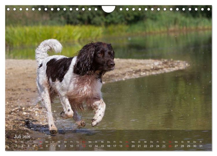 Produktbild: Kleiner M&uuml;nsterl&auml;nder Vorstehhund (Wandkalender 2026 DIN A4 quer), CALVENDO Monatskalender