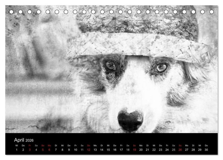 Produktbild: H&uuml;tehunde (Tischkalender 2026 DIN A5 quer), CALVENDO Monatskalender