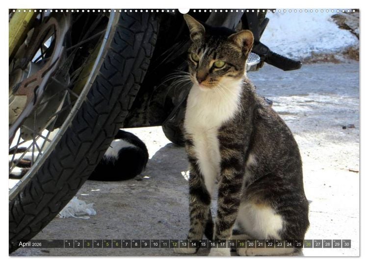 Produktbild: SAMTPFOTEN auf Mykonos (hochwertiger Premium Wandkalender 2026 DIN A2 quer), Kunstdruck in Hochglanz