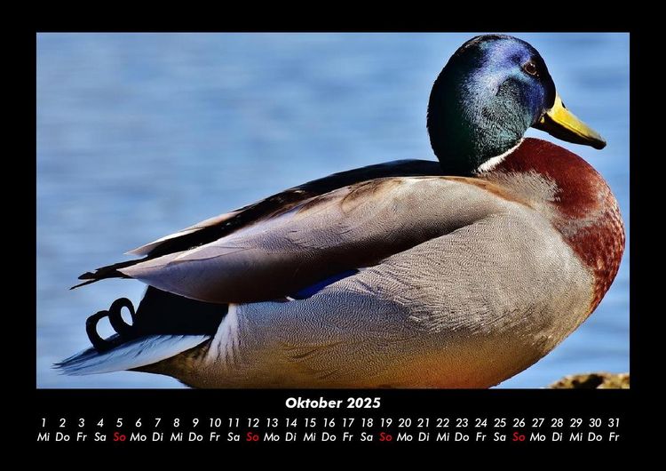 Produktbild: Enten 2025 Fotokalender DIN A3
