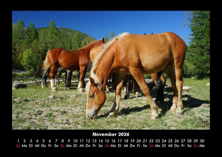 Produktbild: Pferde Kalender 2026 Fotokalender DIN A3