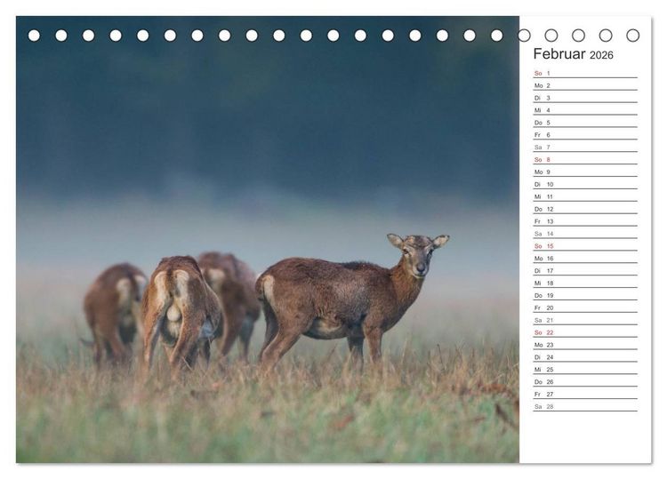 Produktbild: Emotionale Momente: Muffelwild. (Tischkalender 2026 DIN A5 quer), CALVENDO Monatskalender