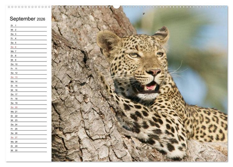 Produktbild: Leoparden. Elegante J&auml;ger (hochwertiger Premium Wandkalender 2026 DIN A2 quer), Kunstdruck in Hochglanz