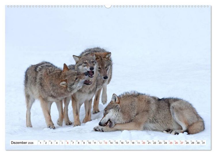 Produktbild: Emotionale Momente: Raubtiere in Deutschland (Wandkalender 2026 DIN A2 quer), CALVENDO Monatskalender