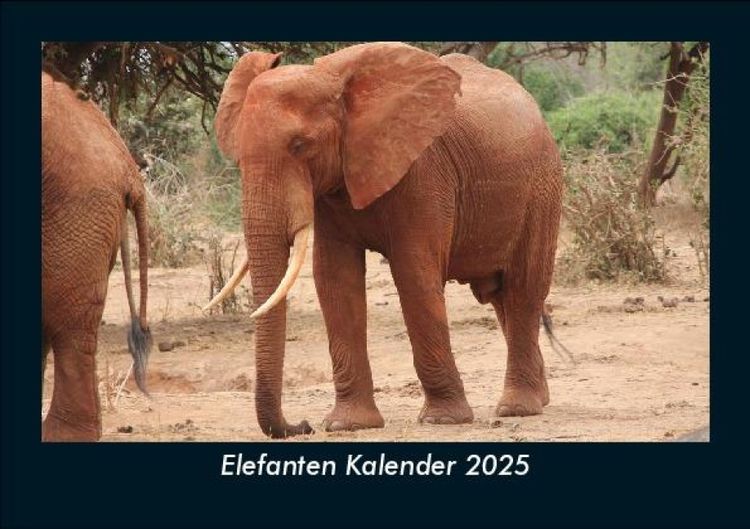 Produktbild: Elefanten Kalender 2025 Fotokalender DIN A5