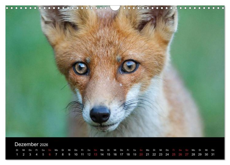 Produktbild: F&uuml;chse in freier Natur (Wandkalender 2026 DIN A3 quer), CALVENDO Monatskalender