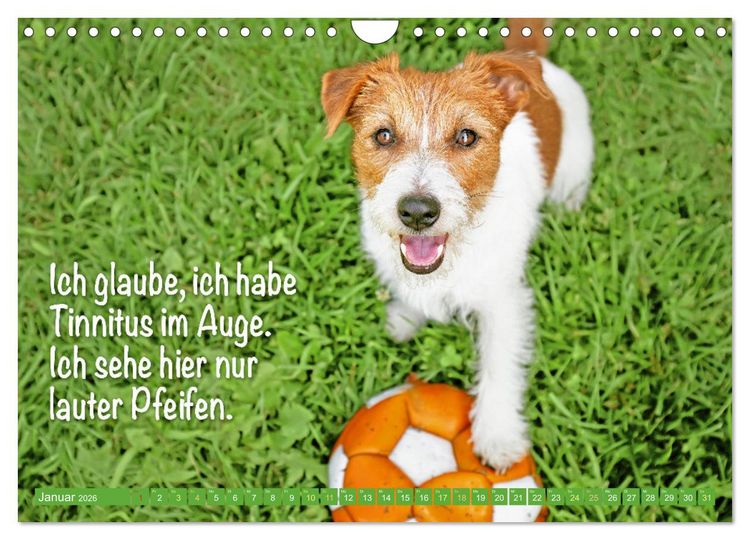 Produktbild: Jack Russell Terrier: Komm spielen (Wandkalender 2026 DIN A4 quer), CALVENDO Monatskalender