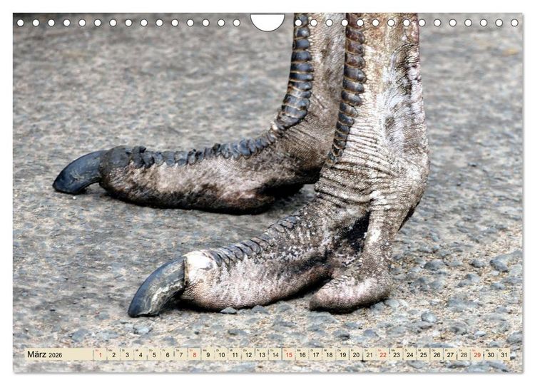 Produktbild: Strau&szlig;e. Afrikas sch&ouml;ne Laufv&ouml;gel (Wandkalender 2026 DIN A4 quer), CALVENDO Monatskalender