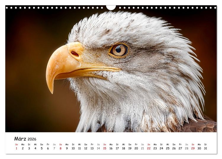 Produktbild: Majest&auml;tische Wei&szlig;kopfseeadler - Der K&ouml;nig der L&uuml;fte (Wandkalender 2026 DIN A3 quer), CALVENDO Monatskalender
