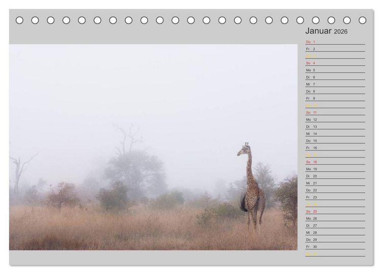 Produktbild: Twigas - Giraffen (Tischkalender 2026 DIN A5 quer), CALVENDO Monatskalender