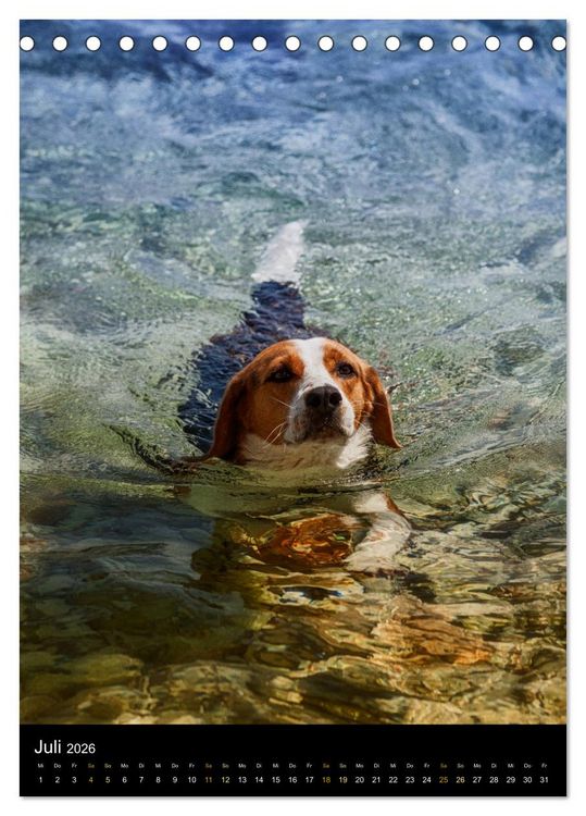 Produktbild: Beagle Action - Wilde Kuscheltiere (Tischkalender 2026 DIN A5 hoch), CALVENDO Monatskalender