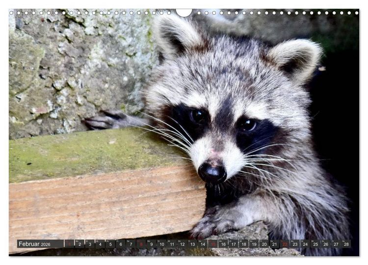 Produktbild: Besuch vom Waschb&auml;r (Wandkalender 2026 DIN A3 quer), CALVENDO Monatskalender