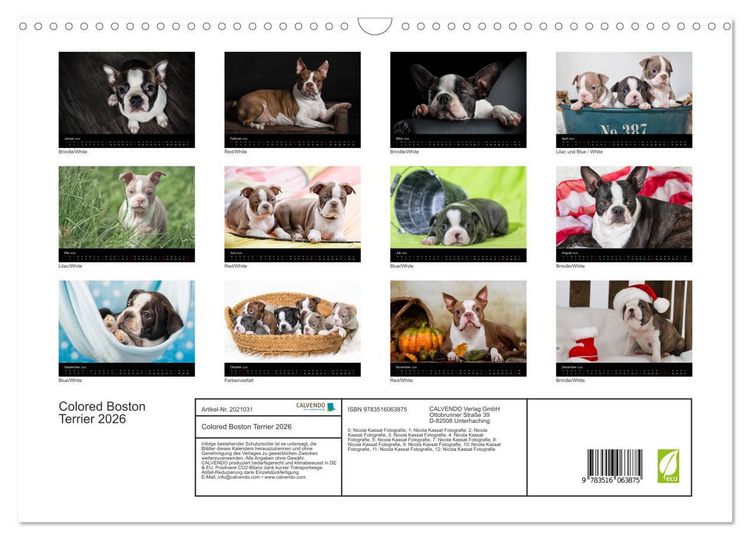 Produktbild: Colored Boston Terrier 2026 (Wandkalender 2026 DIN A3 quer), CALVENDO Monatskalender