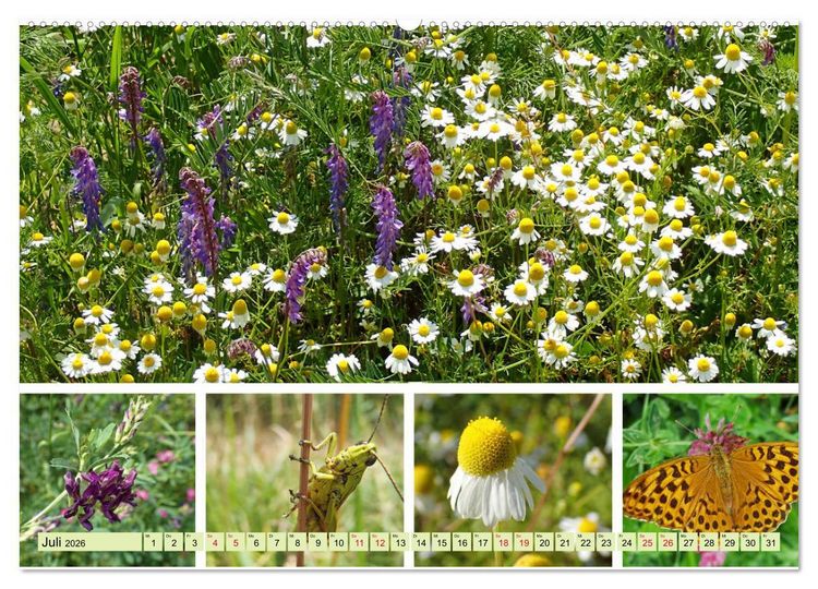 Produktbild: Bl&uuml;tenmeer am Wegesrand (hochwertiger Premium Wandkalender 2026 DIN A2 quer), Kunstdruck in Hochglanz