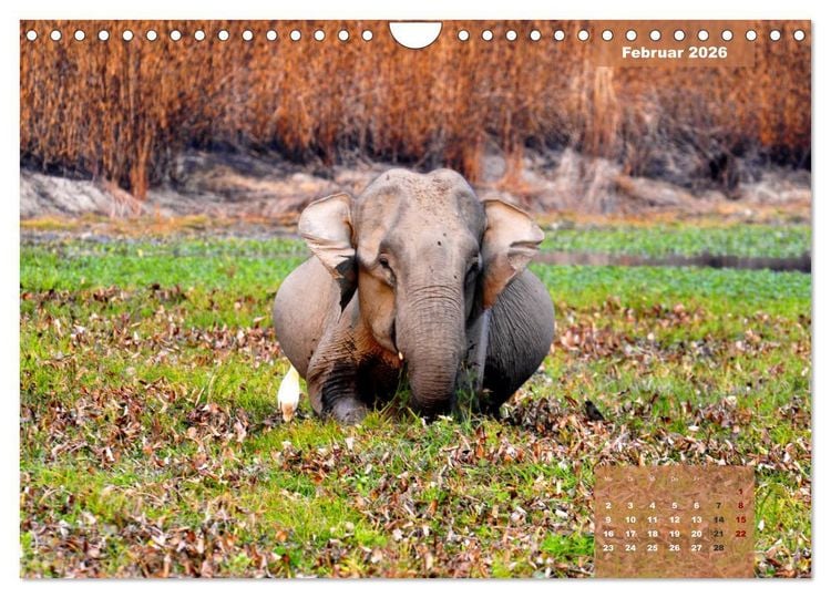 Produktbild: Wilde Tiere Indiens (Wandkalender 2026 DIN A4 quer), CALVENDO Monatskalender