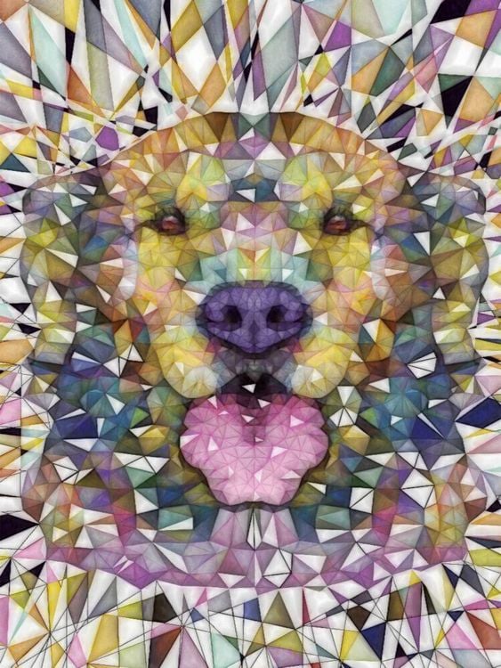 Produktbild: CALVENDO Puzzle Regenbogen Hund | 1000 Teile Lege-Gr&ouml;&szlig;e 64x48cm Foto-Puzzle f&uuml;r gl&uuml;ckliche Stunden