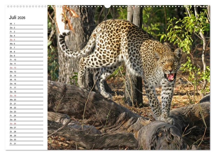 Produktbild: Leoparden. Elegante J&auml;ger (hochwertiger Premium Wandkalender 2026 DIN A2 quer), Kunstdruck in Hochglanz
