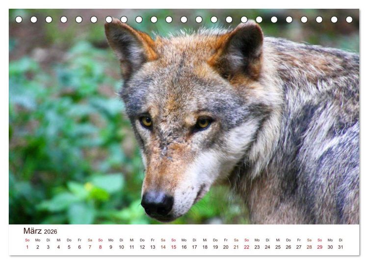 Produktbild: W&ouml;lfe 2026. Tierische Impressionen (Tischkalender 2026 DIN A5 quer), CALVENDO Monatskalender