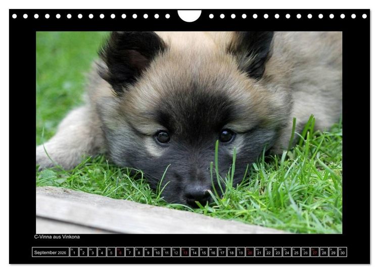 Produktbild: Islandhund - Welpen / CH-Version (Wandkalender 2026 DIN A4 quer), CALVENDO Monatskalender