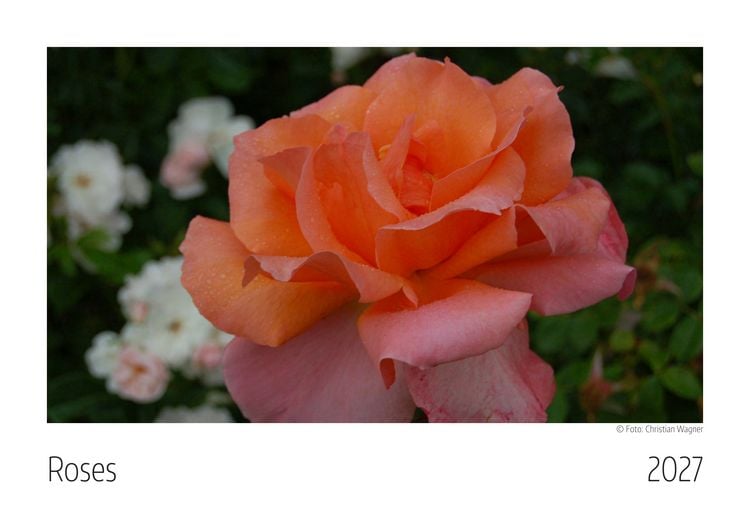 Produktbild: Roses Kalender 2027