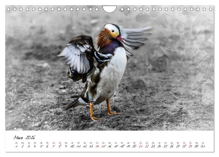 Produktbild: Abenteuer einer Mandarinente (Wandkalender 2026 DIN A4 quer), CALVENDO Monatskalender