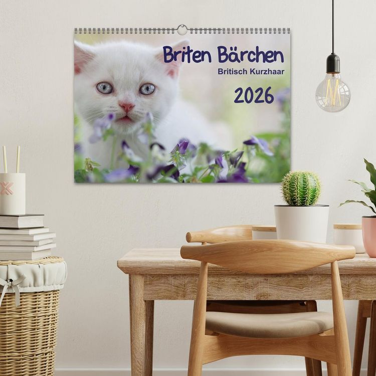 Produktbild: Briten B&auml;rchen &ndash; Britsch Kurzhaar 2026 (Wandkalender 2026 DIN A3 quer), CALVENDO Monatskalender
