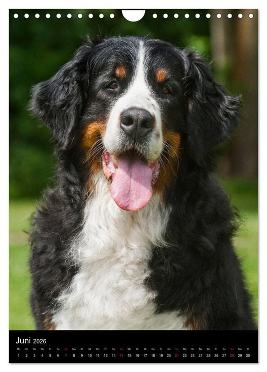 Produktbild: Berner Sennenhund 2026 (Wandkalender 2026 DIN A4 hoch), CALVENDO Monatskalender