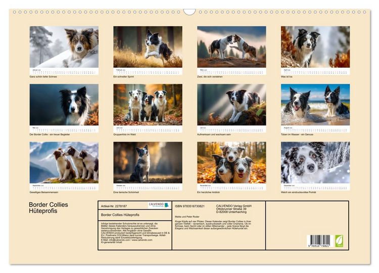 Produktbild: Border Collies H&uuml;teprofis (Wandkalender 2026 DIN A2 quer), CALVENDO Monatskalender