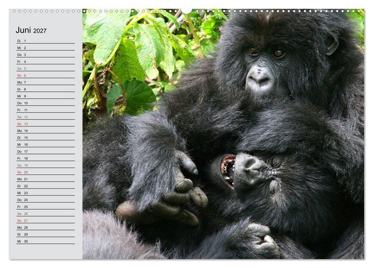 Produktbild: Berggorillas - die sanften Riesen (Wandkalender 2027 DIN A2 quer), CALVENDO Monatskalender