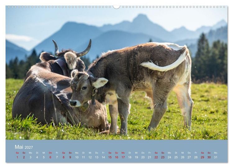 Produktbild: Allg&auml;uer Rindvieh 2027 (Wandkalender 2027 DIN A2 quer), CALVENDO Monatskalender