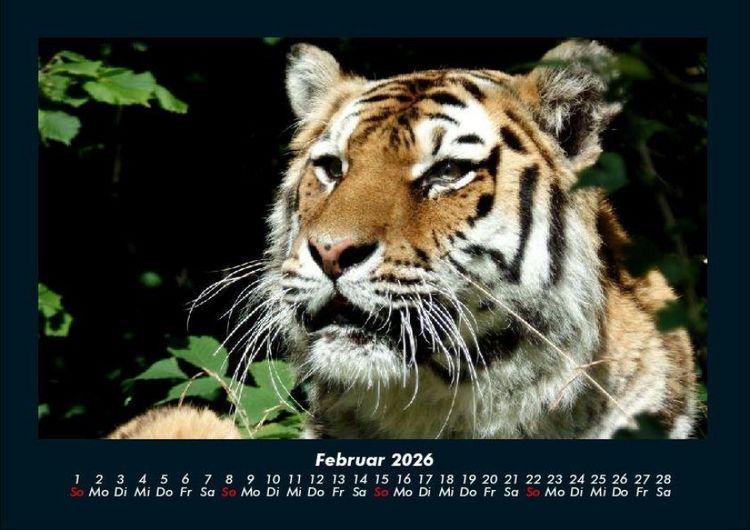 Produktbild: Tiger 2026 Fotokalender DIN A4