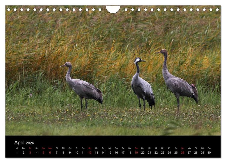 Produktbild: Kraniche (Wandkalender 2026 DIN A4 quer), CALVENDO Monatskalender