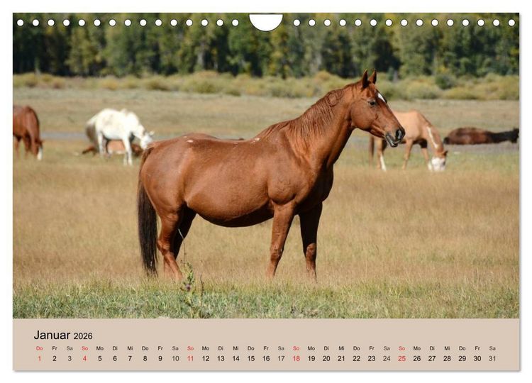 Produktbild: Wildpferde. Frei wie der Wind (Wandkalender 2026 DIN A4 quer), CALVENDO Monatskalender