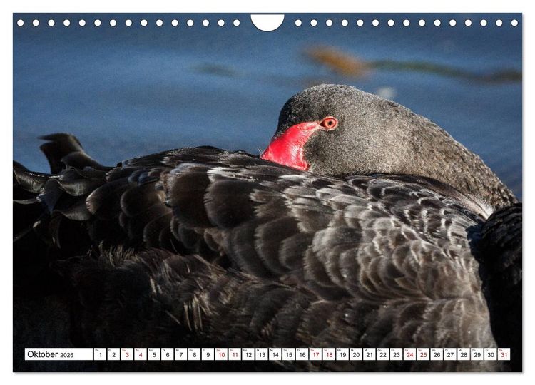 Produktbild: Wildlife Australien (Wandkalender 2026 DIN A4 quer), CALVENDO Monatskalender