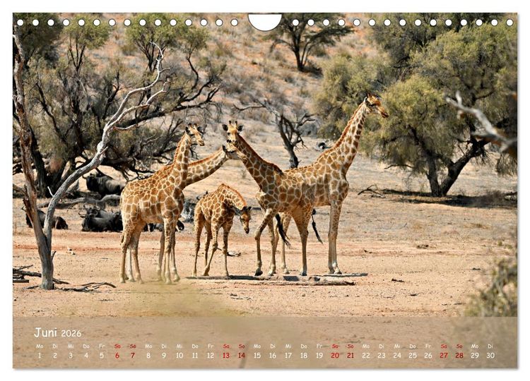 Produktbild: Kgalagadi - Fauna und Wildtiere in der Kalahari (Wandkalender 2026 DIN A4 quer), CALVENDO Monatskalender