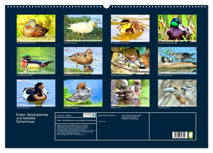 Produktbild: Enten. Bezaubernde und beliebte Schwimmer (Wandkalender 2026 DIN A2 quer), CALVENDO Monatskalender
