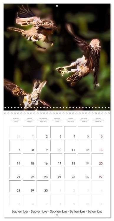 Produktbild: The Wild Sparrow Gang (Wall Calendar 2026 12 &times; 12 Inch) CALVENDO 12 Month Wall Calendar