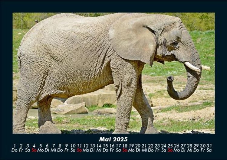 Produktbild: Der Elefantenkalender 2025 Fotokalender DIN A5