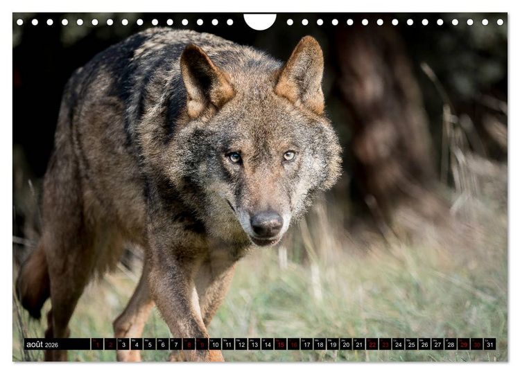 Produktbild: Le loup: l'esprit sauvage (Calendrier mural 2026 DIN A4 vertical), CALVENDO calendrier mensuel