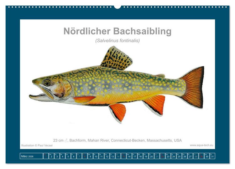 Produktbild: Fisch als Kunst 2026: Amerikanische Saiblinge (Wandkalender 2026 DIN A2 quer), CALVENDO Monatskalender