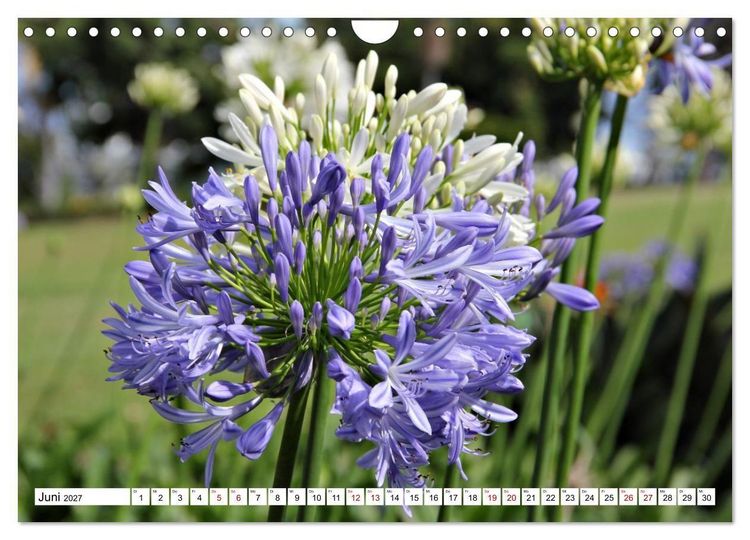 Produktbild: Bl&uuml;tenzauber auf Madeira. Wildblumen und Ziergew&auml;chse (Wandkalender 2027 DIN A4 quer), CALVENDO Monatskalender