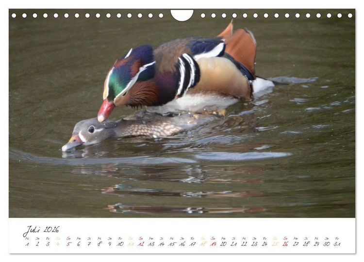 Produktbild: Mandarinenenten, die Liebe zur Natur (Wandkalender 2026 DIN A4 quer), CALVENDO Monatskalender