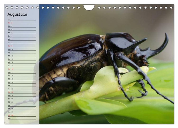 Produktbild: Die geheimnisvolle Welt der Insekten (Wandkalender 2026 DIN A4 quer), CALVENDO Monatskalender