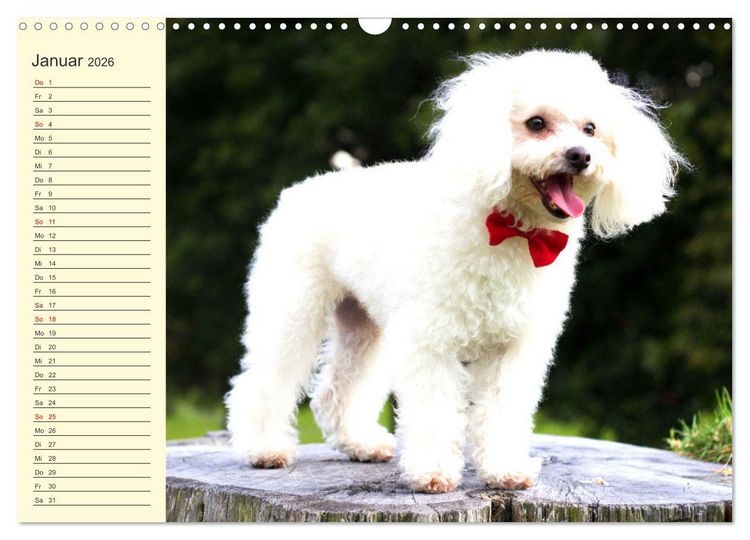 Produktbild: Pudel. Lustige Allrounder im Wollfell (Wandkalender 2026 DIN A3 quer), CALVENDO Monatskalender