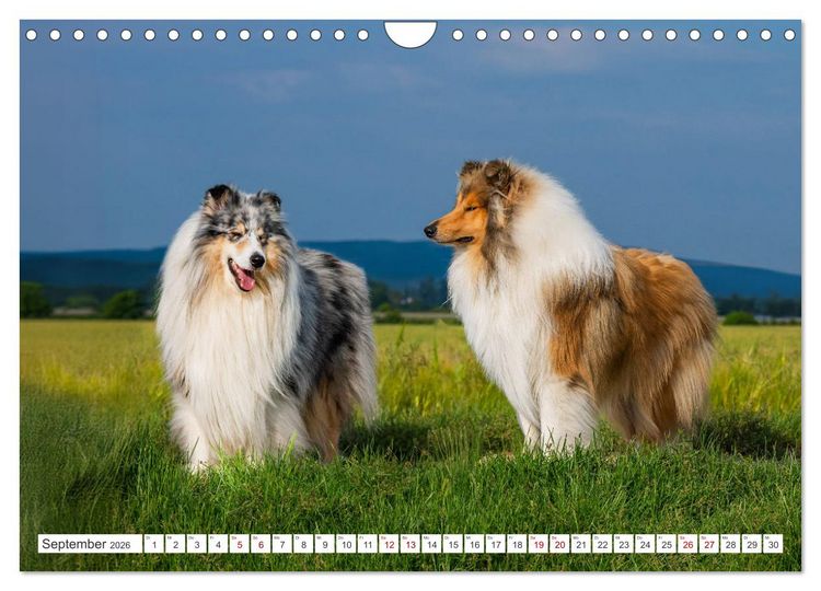 Produktbild: Der Collie - ein Hund f&uuml;rs Herz (Wandkalender 2026 DIN A4 quer), CALVENDO Monatskalender